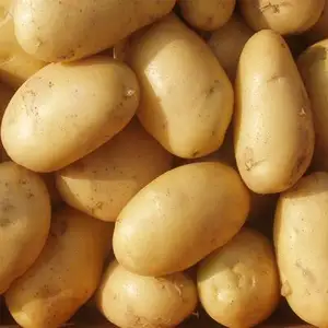 Nuovo raccolto di patate fresche egitto patate fresche fornitore all'ingrosso di patate bianche e rosse certificate ad alta nutrizione di alta qualità
