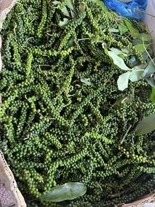 Pimienta Verde Fresca de Vietnam con Fuerte Aroma, Tipo Tallo, Ideal para Procesadores de Alimentos, Exportación - Product Image 4