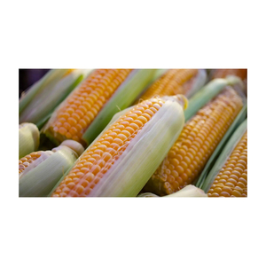 Maïs jaune glutineux de première qualité, origine Brésil, pour l'alimentation animale et avicole, durée de conservation de 2 ans, vente en gros - Product Image 5