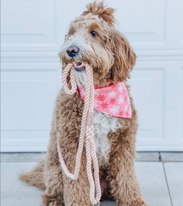 Aluminium Alloy Buckle. Luxury Puppy <b>Leash</b>. Pup. Pooch. DoggyLeash - Ombre <b>Dog</b> <b>Leash</b> - <b>Dog</b> Lead - Product Image 1