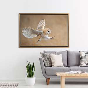 Tableau sur toile Hibou des granges : Avant l'attaque - Décoration murale imprimée sur toile, TOILE ENCADRÉE DORÉE - Product Image 1