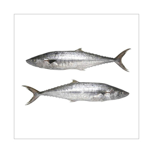 Atún español de calidad, procedente de fábrica, disponible para demanda a granel continua - Product Image 2