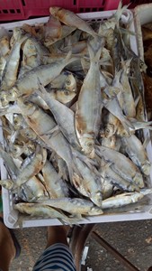 Estándar de exportación Premium para pescado de arenque seco Suministro Superior pescado de arenque seco - Product Image 6