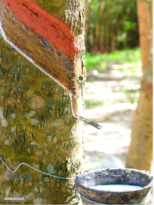 Látex de caucho natural de árbol, recogido en forma de leche cruda líquida blanca, cosechado en cuenco de madera en un escenario de agricultura al aire libre. - Product Image 6