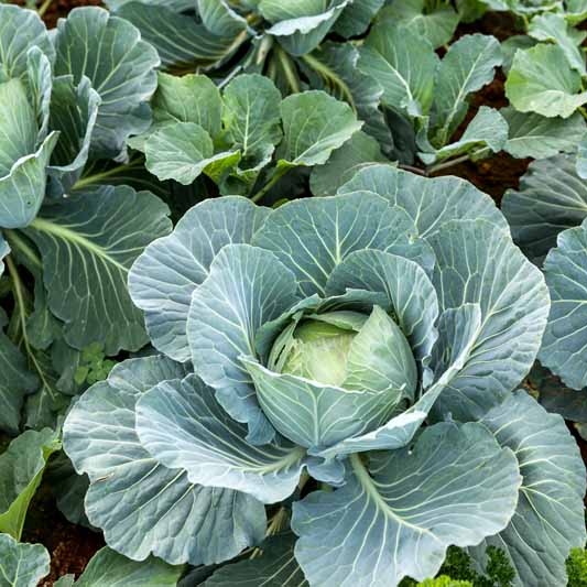 faster growing cabbage seeds