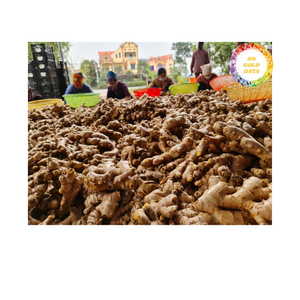 Ingrediente de raíz natural de Vietnam de jengibre fresco para condimentos de sabor culinario y mercado de exportación al por mayor internacional - Product Image 4