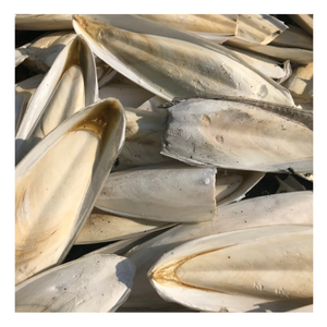 100% Natural <b>Cuttlefish</b> Bone From Vietnam, Chic <b>Cuttlefish</b> Bone For Pet Toys, Fresh <b>Cuttlefish</b> Bone For Polishing, Eco-Friendly - Product Image 5