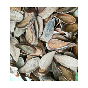 Concha de Caracol Murex Operculum Shell - Material para perfume-Alta calidad de 99 DATOS DE ORO - Product Image 1