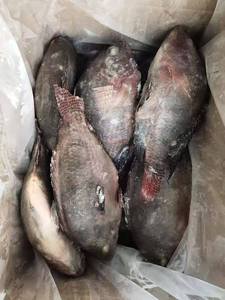 Tilapia noire congelée en gros, éviscérée, IQF, provenant d'Afrique du Sud, avec une durée de conservation de 12 mois pour une expédition rapide - Product Image 5
