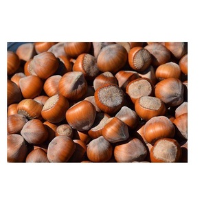 Noisettes en vrac Noix disponibles à la vente à bas prix de qualité fraîche et naturelle des fabricants d'aliments de confiance - Product Image 1