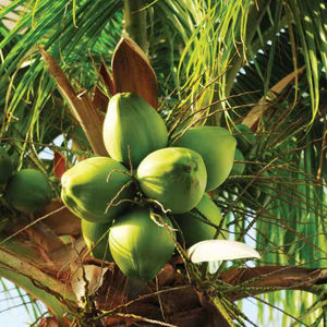 Comercio minorista global y servicio de alimentos Cocos de cítricos frescos vietnamitas - Product Image 1