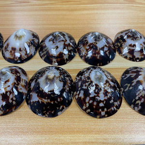 Coquille de limpet ovale naturelle du Vietnam pour la fabrication de bijoux, l'artisanat, l'incrustation, avec une surface en nacre polie irisée - Product Image 1
