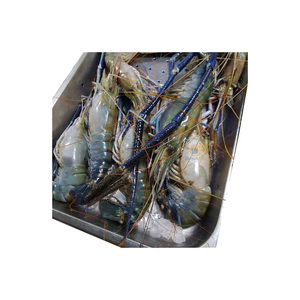 กุ้ง vannamei แช่แข็งสดใหม่สำหรับการจัดหาและการค้าอาหารทะเลจำนวนมาก - Product Image 2