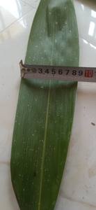 Feuilles de bambou séchées du Vietnam, feuilles de bambou séchées en vrac, vente en gros, source fiable pour l'emballage et l'utilisation décorative - Product Image 4