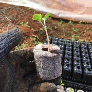Bloque de plántulas Tapones de coco Venta al por mayor Pellets de coco Pellet de turba de coco para plantas en crecimiento - Product Image 5