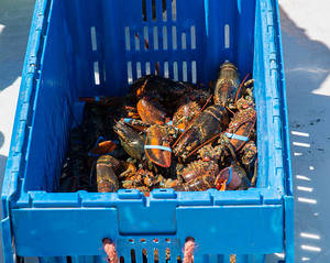 Premium Blue Squat Baby <b>Lobsters</b> LQF Process Whole 40cm for Export From Austria - Product Image 1