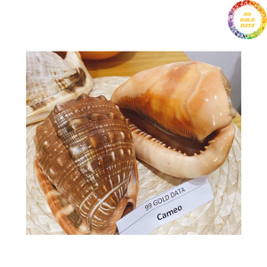 Concha Natural Auténtica de Vietnam, Concha de Cassis Madagascariensis, Ideal para Manualidades Decorativas y Exhibición Visual en Interiores - Product Image 3