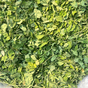 Feuilles de Moringa Olifera Séchées au Four, Qualité Export, Sans Pesticides, 100% Authentiques - Product Image 1