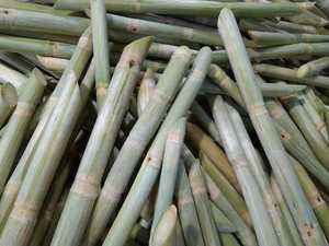 มีประโยชน์และอร่อย: อ้อยแช่แข็งจากฟาร์มแบบยั่งยืนของเวียดนามจากเวียดนาม - Product Image 2