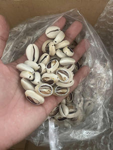 Fabricant vietnamien de tranches de coquillage en spirale polie pour l'artisanat de décoration et de cadeaux - Product Image 3