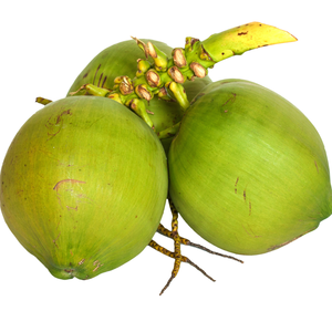 Coco Joven Agrícola de 12-15 cm, Fresco, Premium, Maduro, Calidad Subtropical, Agua Dulce, Semi-Descascarado, Fruta de Coco de Vietnam - Product Image 4