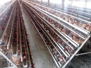 New Condition Economical <strong>Chicken</strong> Coops Battery Cages for Laying Hens Egg Poultry Farm Equipment - Product Image 6
