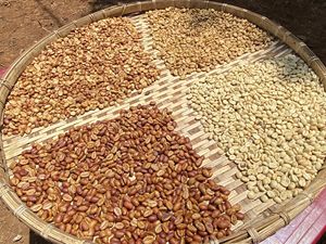 [Special Offer] Arabica Green Coffee <b>Beans</b> AA Quality Full Washed S18 Bulk Packing 60kgs/jute <b>bag</b> Origin Lam Dong Vietnam - Product Image 4