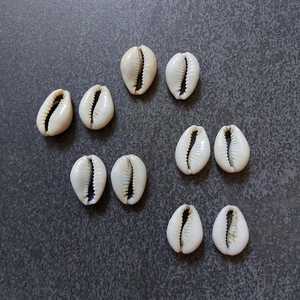 Conchas de cauri africanas de corte central ecológicas genuinas Cypraea Annulus Mixed | Conchas de cauri Conchas de mar naturales para la adivinación - Product Image 4