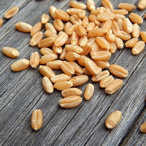 Blé dur de printemps rouge en vrac frais à vendre Blé dur de printemps rouge de qualité supérieure à haute teneur en protéines et en gluten - Product Image 6