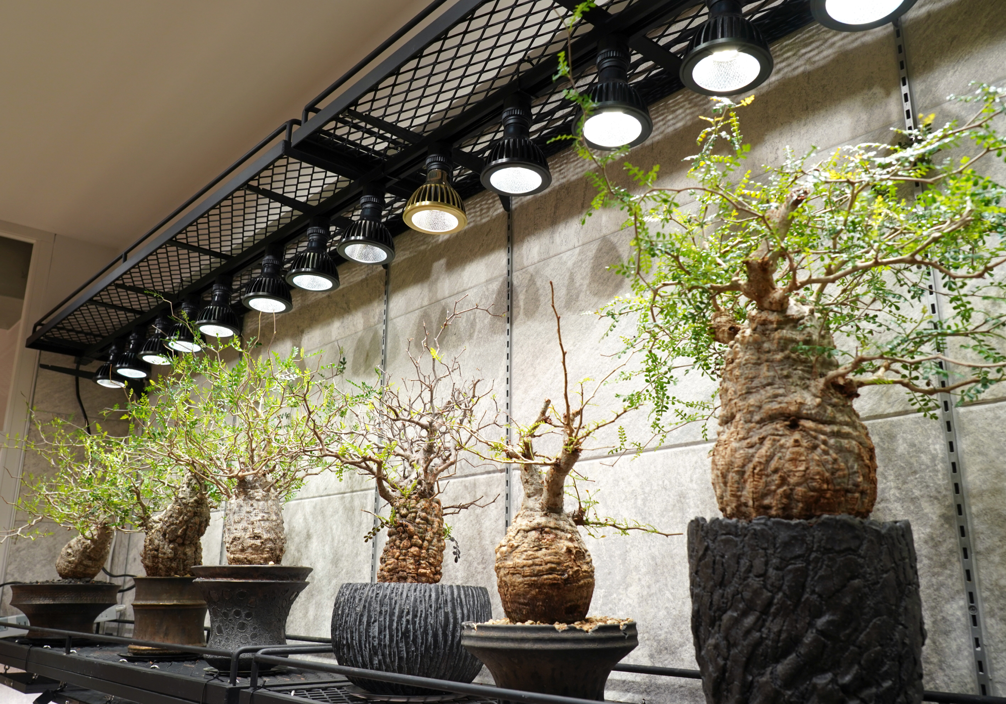 アマテラス LED 10W BARRELクリップセット アマテラス LED-10W 植物