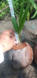 Árbol de cocotero precio más bajo producto vietnamita - Product Image 4