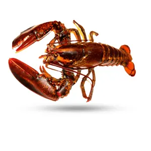 Produits de la mer entiers de qualité supérieure Homard rouge géant Homard de Boston américain d'eau douce pour restaurant