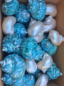 Coquillages de mer en gros Coquillages de pétoncles blancs pour la décoration exportés du Vietnam - Product Image 2