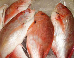 Poisson snapper surgelé IQF de haute qualité avec une durée de conservation de 12 mois à vendre - Product Image 6