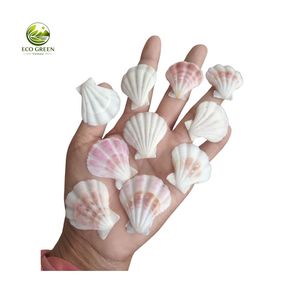 Conchas de Vieira Pulimentadas Ecológicas de Color Natural para Manualidades, Decoración de Bodas y Hogar, Accesorios Hechos a Mano con Temática de Playa - Product Image 3