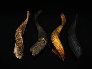 Corno Shofar en corne de mouton polie de haute qualité, style nautique animalier, décoration intérieure, finition naturelle, d'origine indienne - Product Image 3