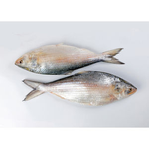 Salmón Congelado Entero, Captura Marina, Grado BQF, Bajo en Sodio, Bajo en Grasas, Bajo en Carbohidratos, 10/15 kg, Empaque a Granel, Restaurantes, Supermercados - Product Image 3