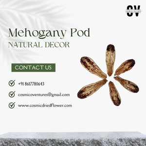 ฝักไม้มะฮอกกานีคุณภาพพรีเมียมสำหรับตกแต่งบ้านสำนักงานงานแต่งงานและการจัดดอกไม้แห้งสำหรับงานสำเร็จการศึกษาหรือวันฮาโลวีน - Product Image 3