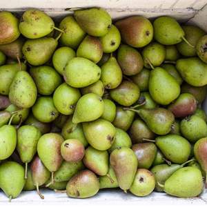 Pêres de conférence de qualité supérieure, de qualité d'exportation, sucrées, juteuses, riches en fibres, fraîches, pour la vente en gros dans la chaîne du froid mondiale - Product Image 6