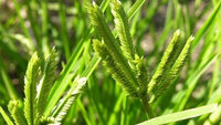 Poudre verte brune d'herbe naturelle Eleusine Indica, détoxifie le corps, sans problèmes de diabète