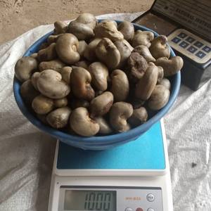 เม็ดมะม่วงหิมพานต์เวียดนามสีขาว ขนาดจัมโบ้ W240 - เกรดใหญ่ที่สุด คุณภาพระดับพรีเมียม - Product Image 2