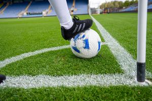 Graines d'herbe de fescue haute qualité. Festuca arundinacea (Foxhound DLF) de haute qualité à croissance rapide - Product Image 4