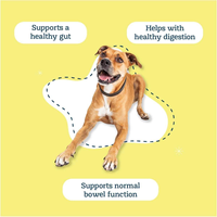 Poudre de Probiotiques, Glucosamine, Oméga-3 et Huile de Poisson Multivitaminée en Gros (OEM/ODM) pour Chiens et Chats - Absorption Rapide, Digestion, Articulations et Os