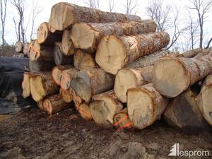 Troncos de madera Variedad diversa de maderas Teca Roble Pino Eucalipto Abeto Palisandro Haya - Product Image 4