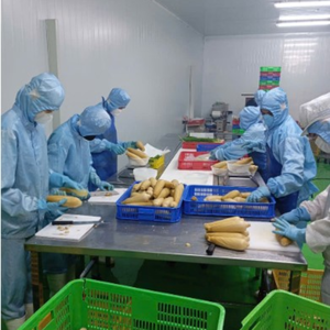 MAÍZ ENTERO CONGELADO PREMIUM SUMINISTRO A GRANEL 100 POR CIENTO NATURAL DE VIETNAM - Product Image 4