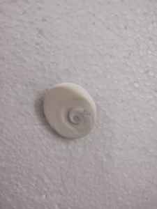 เปลือกหอยธรรมชาติขนาดเล็กเหมาะสำหรับใช้ในสร้อยคอและกำไลเหมาะสำหรับใช้ในพิพิธภัณฑ์สัตว์น้ำ - Product Image 3