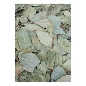 Genuine Quality Highest Grade Single Spices & Herbs Dried Bay Leaf/ Leaves at Genuine Wholesale Price