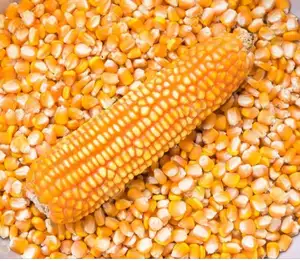 新作物黄玉米用于人和动物饲料级消费黄玉米用于家禽饲料