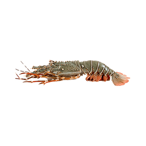 Wild caught Lobster high quality chilled <b>seafood</b> wholesale - Product Image 2
