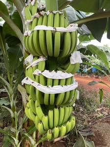 Qualité Cavendish Banane fraîche Assurance de la qualité 100% Bananes vertes naturelles Cavendish Fournisseur Bananes congelées du Viet Nam - Product Image 6